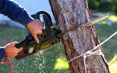 HOW DOES A TREE SERVICE CUT DOWN A TREE?