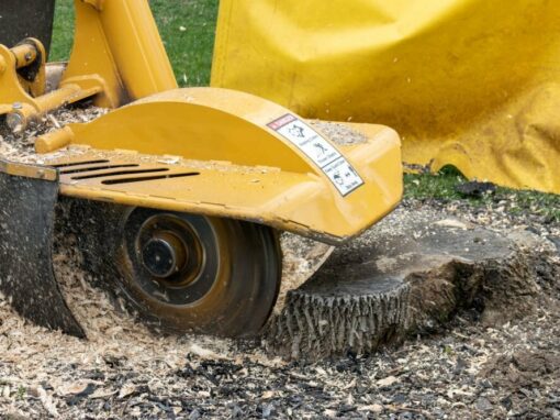 Stump Removal