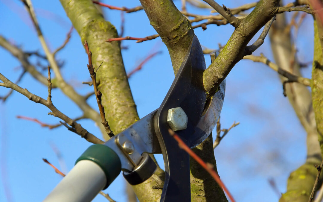 Tree Trimming