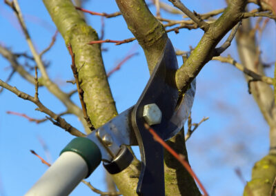 Tree Trimming