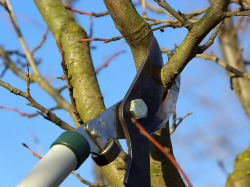 Tree Trimming